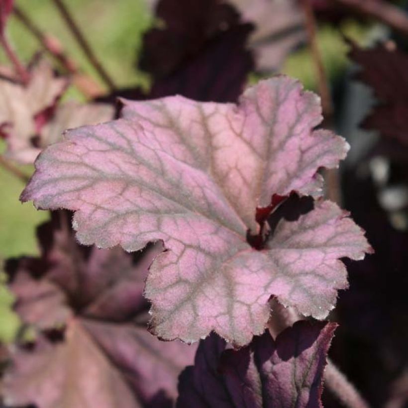 Heuchère, Heuchera Plum Pudding (Port)