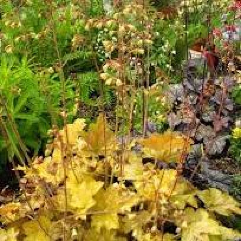 Heuchère - Heuchera Ginger Ale (Port)