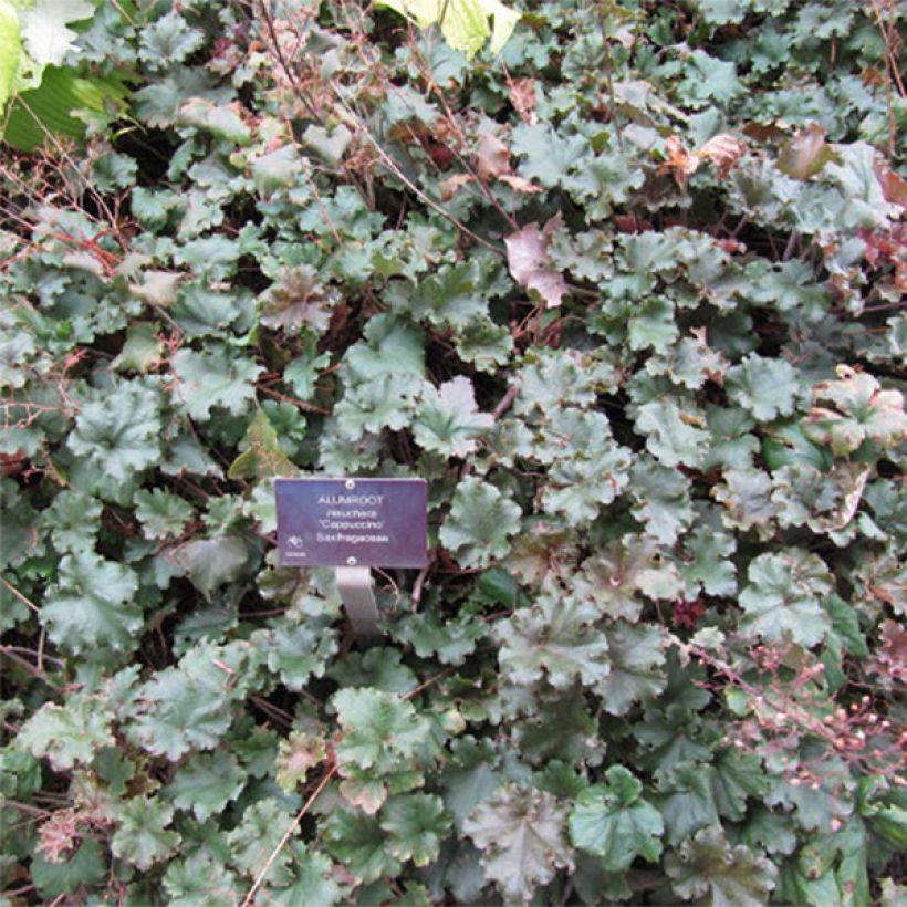 Heuchera micrantha Cappuccino - Heuchère bronze (Floraison)