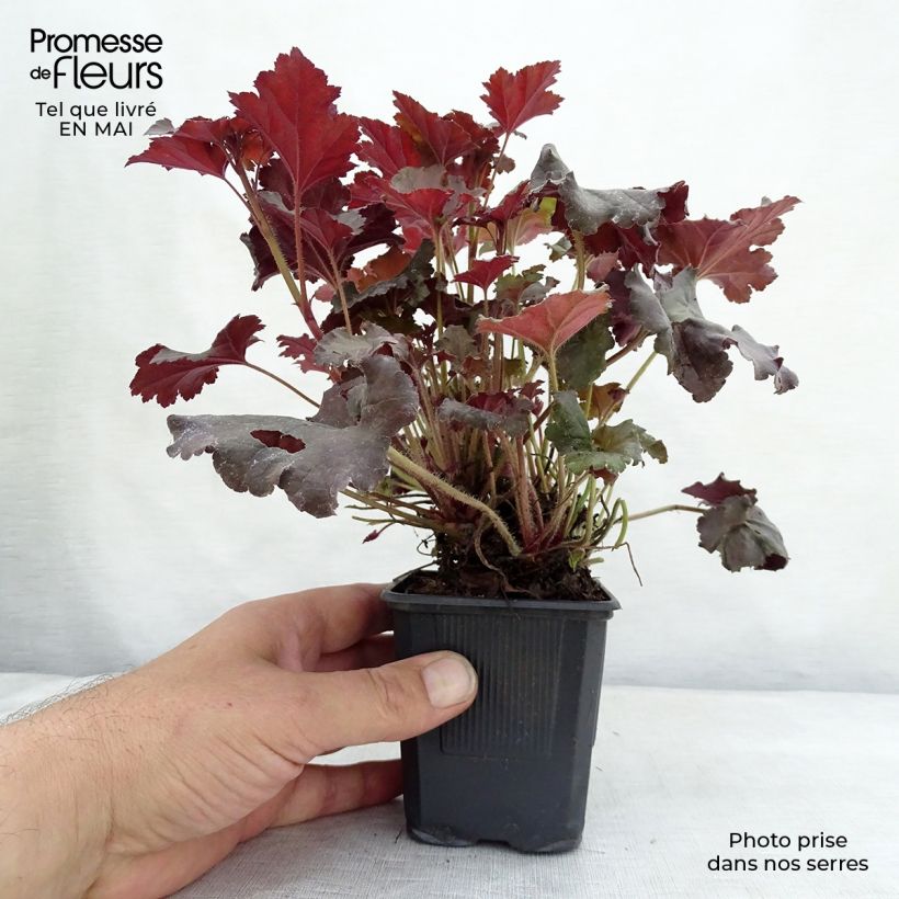 Spécimen de Heuchera micrantha Cappuccino - Heuchère bronze Godet de 8 cm tel que livré au printemps