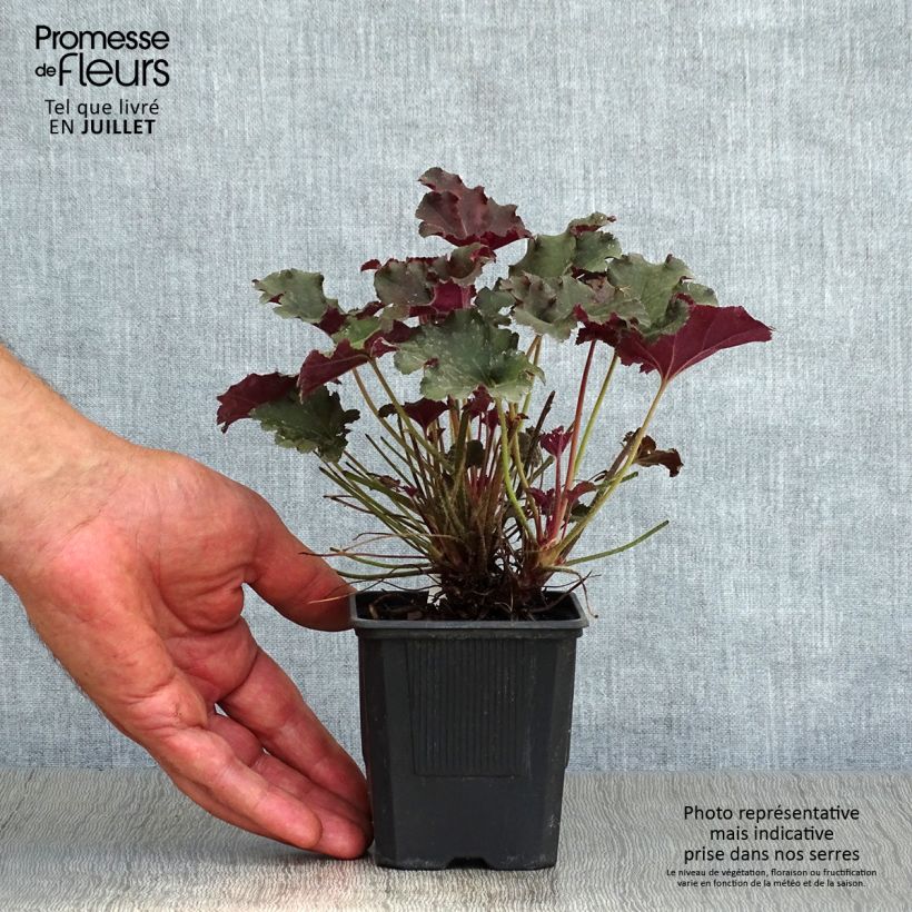 Spécimen de Heuchera micrantha Cappuccino - Heuchère bronze Godet de 8/9 cm tel que livré en été