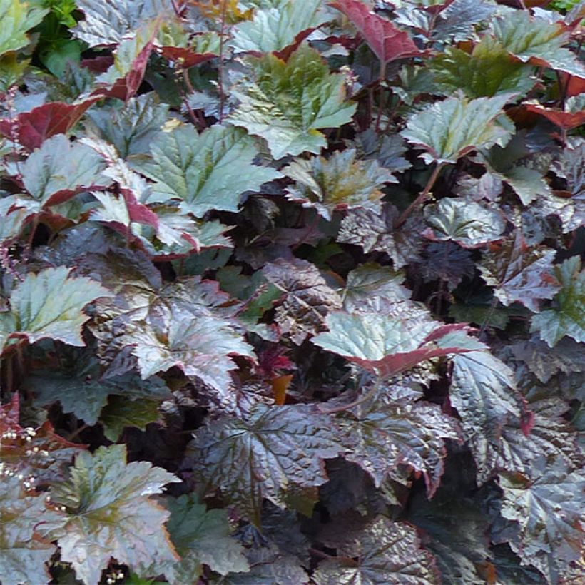 Heuchère pourpre- Heuchera micrantha Palace Purple (Feuillage)