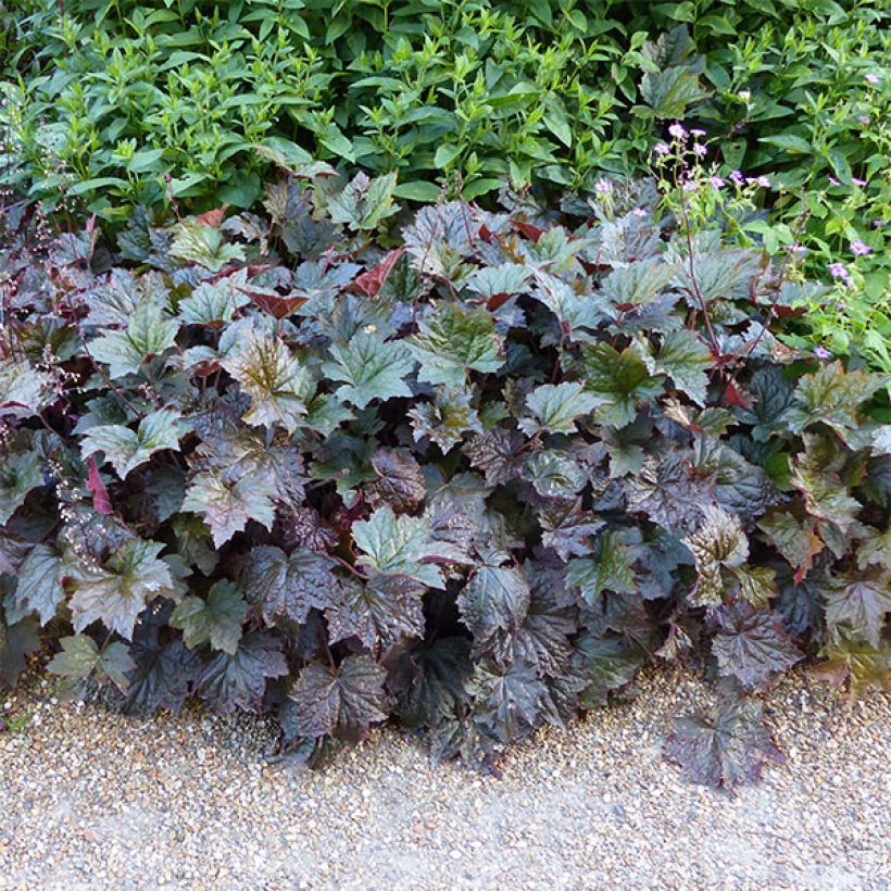 Heuchère pourpre- Heuchera micrantha Palace Purple (Port)