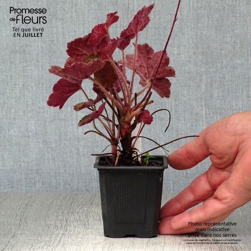 Spécimen de Heuchère pourpre- Heuchera micrantha Palace Purple Godet de 7/8 cm tel que livré en été