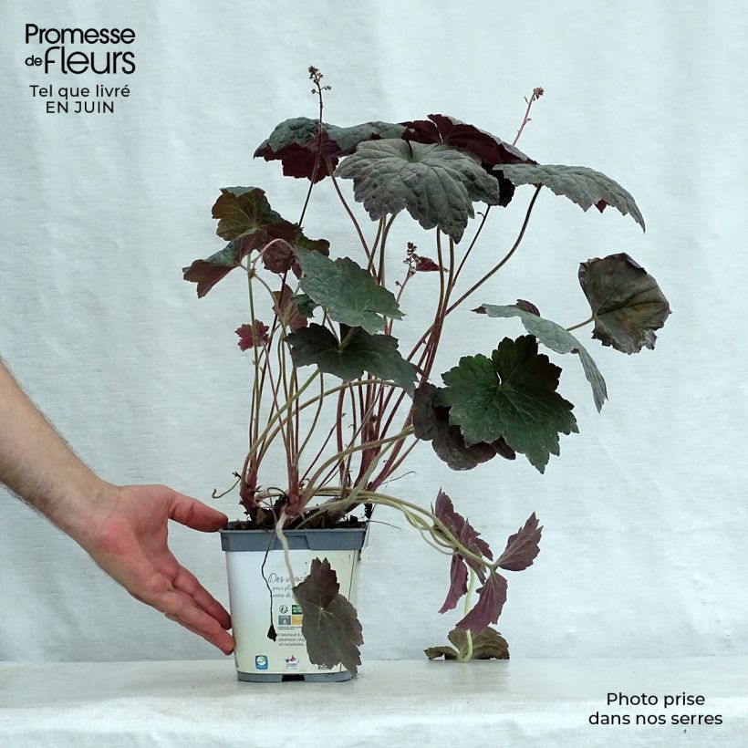 Spécimen de Heuchère pourpre- Heuchera micrantha Palace Purple Pot de 2L/3L tel que livré en été