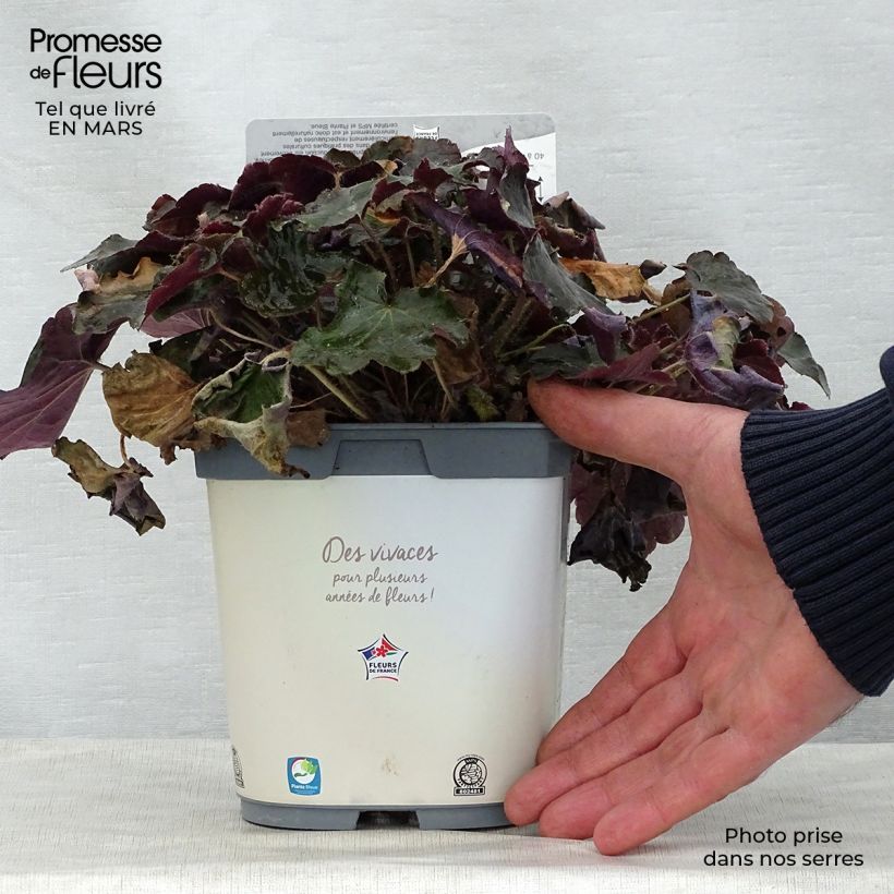 Spécimen de Heuchère pourpre- Heuchera micrantha Palace Purple tel que livré au printemps