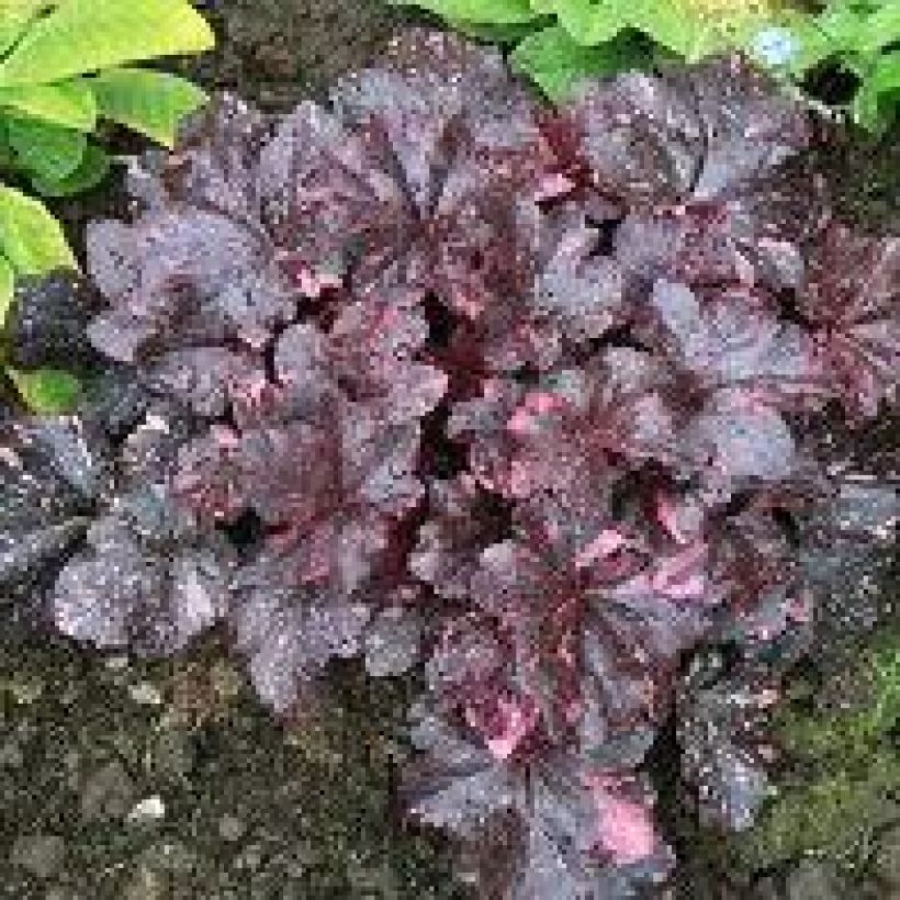 Heuchère - Heuchera Midnight Rose (Port)