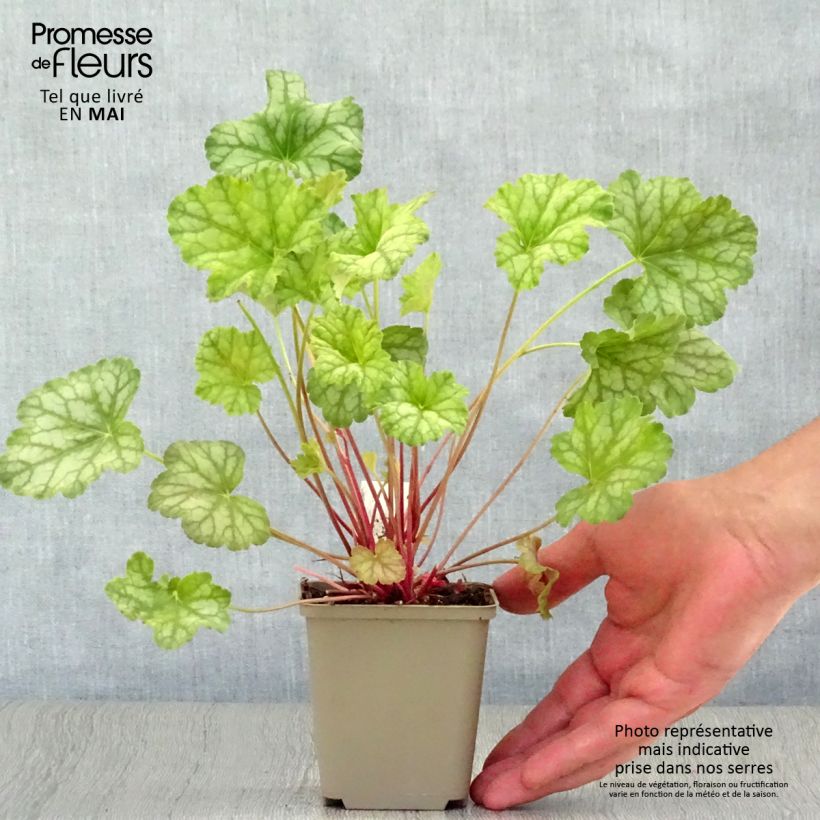 Spécimen de Heuchera mint frost ou menthe glacée  tel que livré au printemps