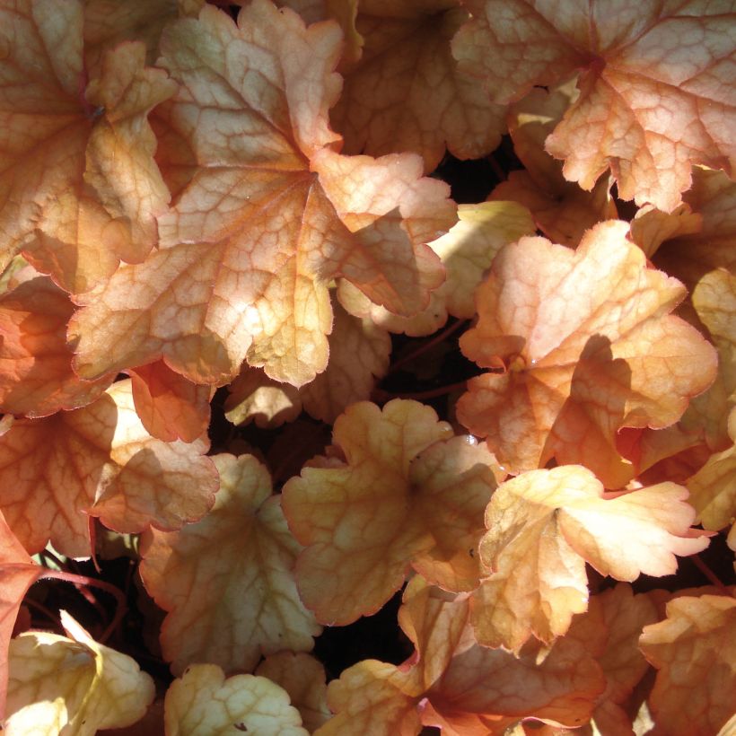 Heuchère - Heuchera Paprika (Feuillage)