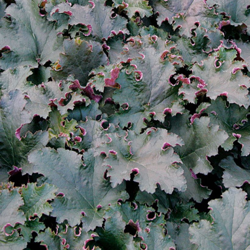 Heuchère - Heuchera Purple Petticoats (Feuillage)