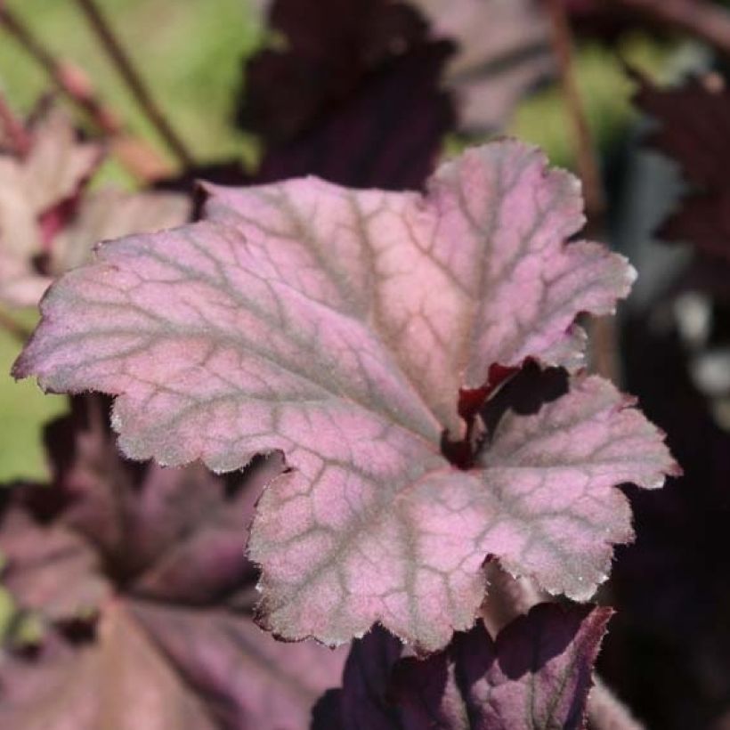 Heuchère, Heuchera Plum Pudding (Feuillage)