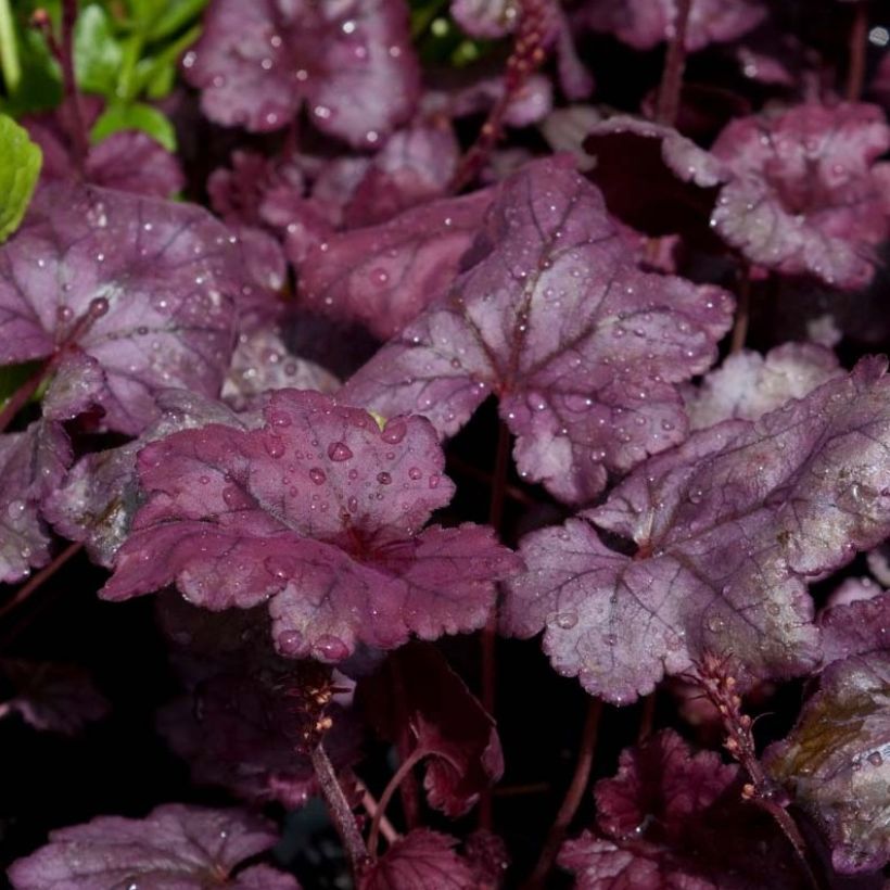 Heuchère - Heuchera Plum Royale (Feuillage)