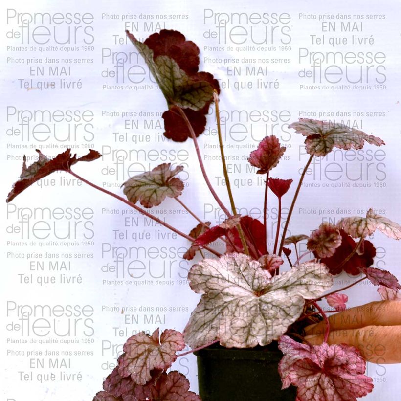 Exemple de spécimen de Heuchère - Heuchera Prince of Silver Godet de 9cm tel que livré