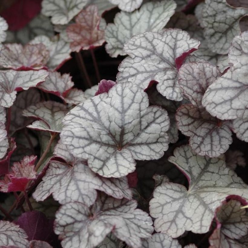 Heuchère - Heuchera Silver Scrolls (Feuillage)