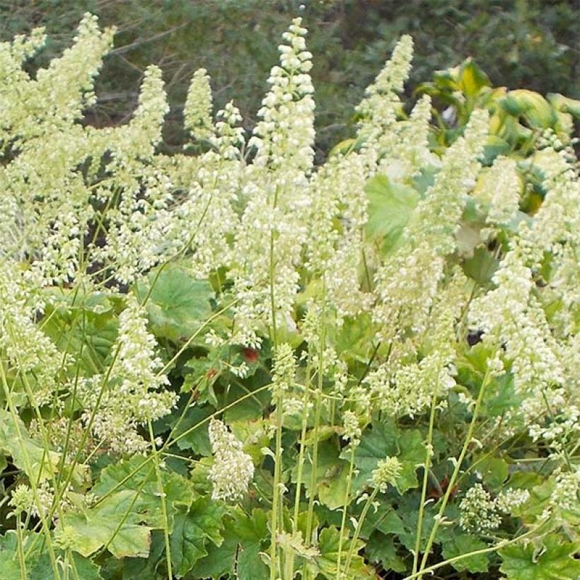 Heuchère - Heuchera villosa var macrorrhiza (Floraison)