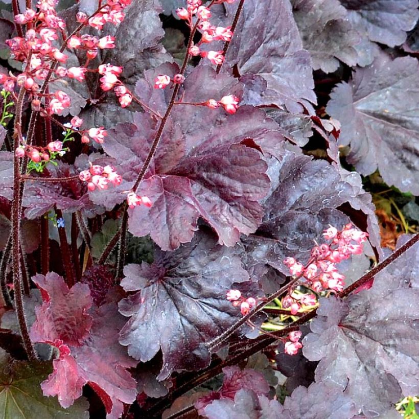 Heuchère - Heuchera Bella Notte (Feuillage)