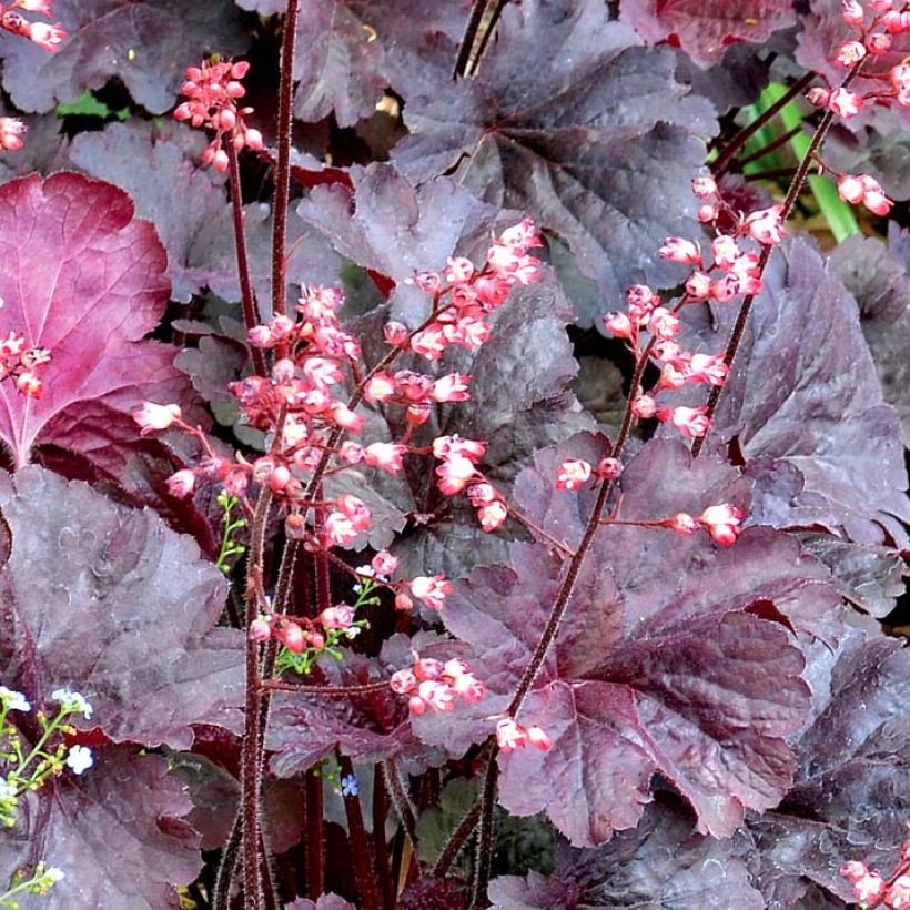 Heuchère - Heuchera Bella Notte (Floraison)