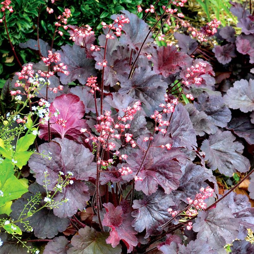 Heuchère - Heuchera Bella Notte (Port)