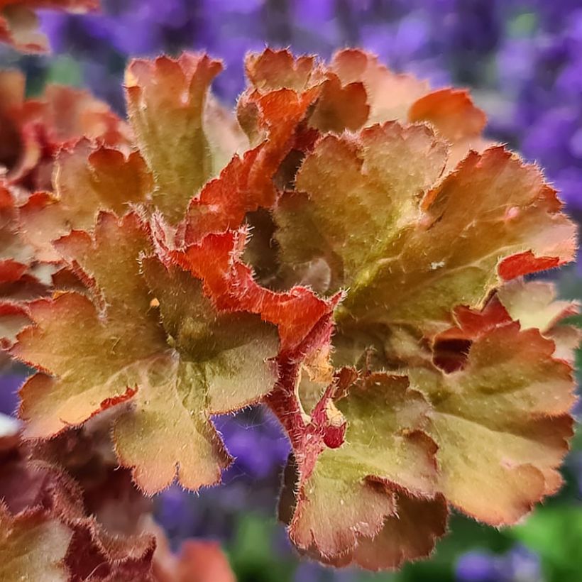 Heuchère - Heuchera Frilly (Feuillage)