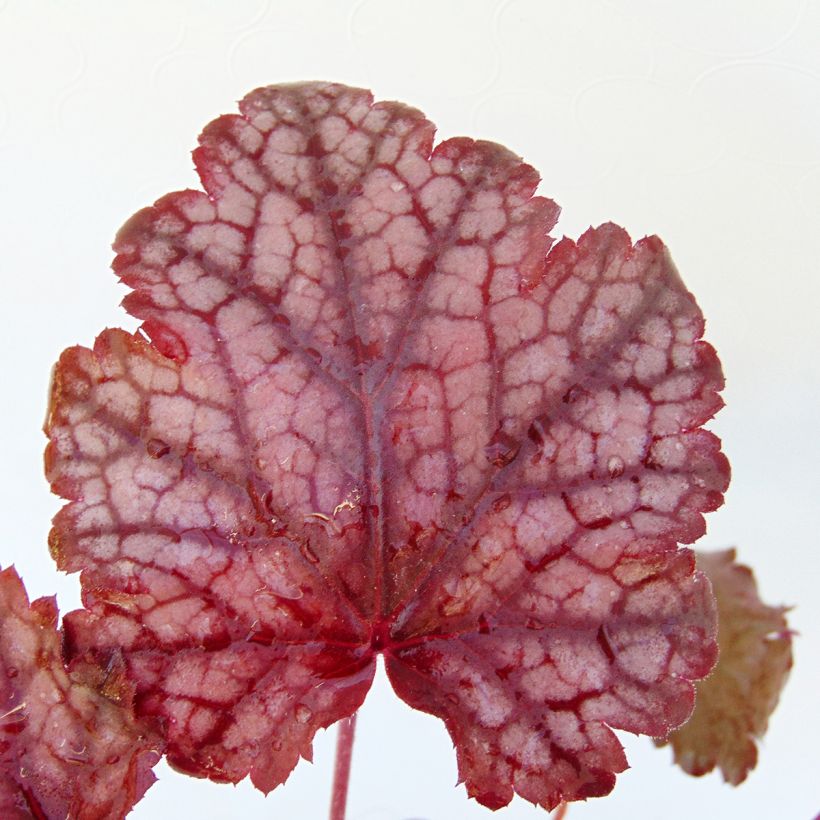 Heuchère - Heuchera Amethyst Myst (Feuillage)