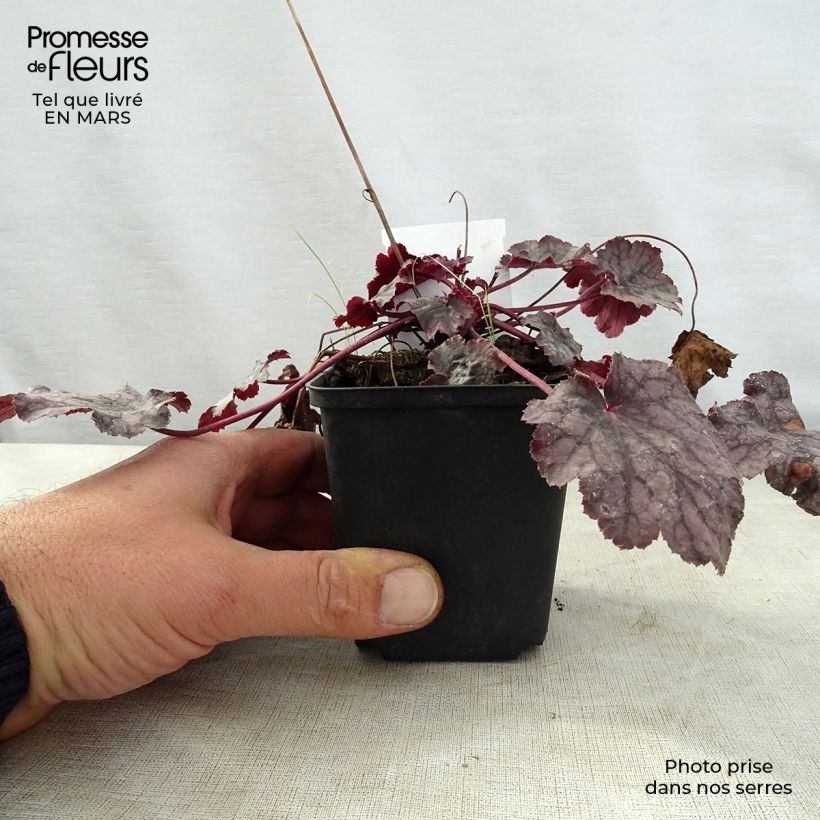 Spécimen de Heuchère - Heuchera Amethyst Myst Godet de 9cm tel que livré au printemps