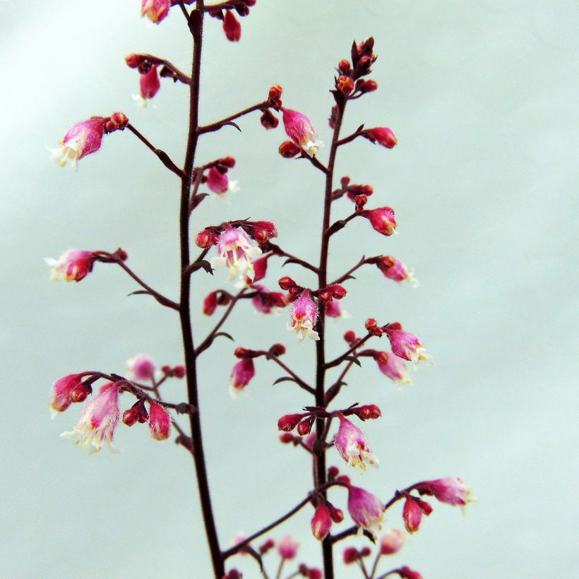 Heuchère - Heuchera Beaujolais (Floraison)