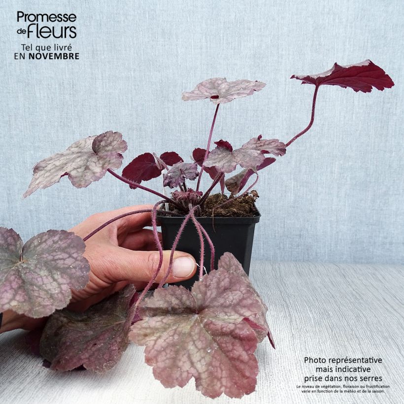 Spécimen de Heuchère - Heuchera Beaujolais tel que livré en automne