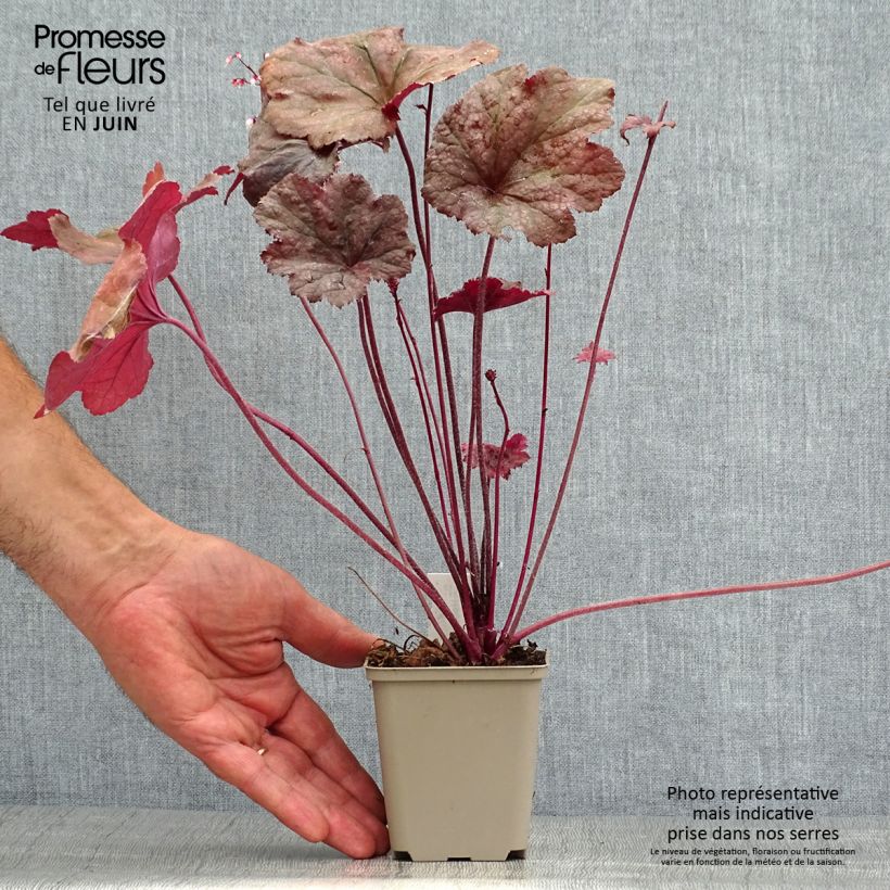 Spécimen de Heuchère - Heuchera Beaujolais Godet de 8/9 cm tel que livré en été