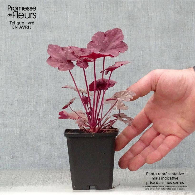 Spécimen de Heuchère - Heuchera Beaujolais Godet de 9cm tel que livré au printemps