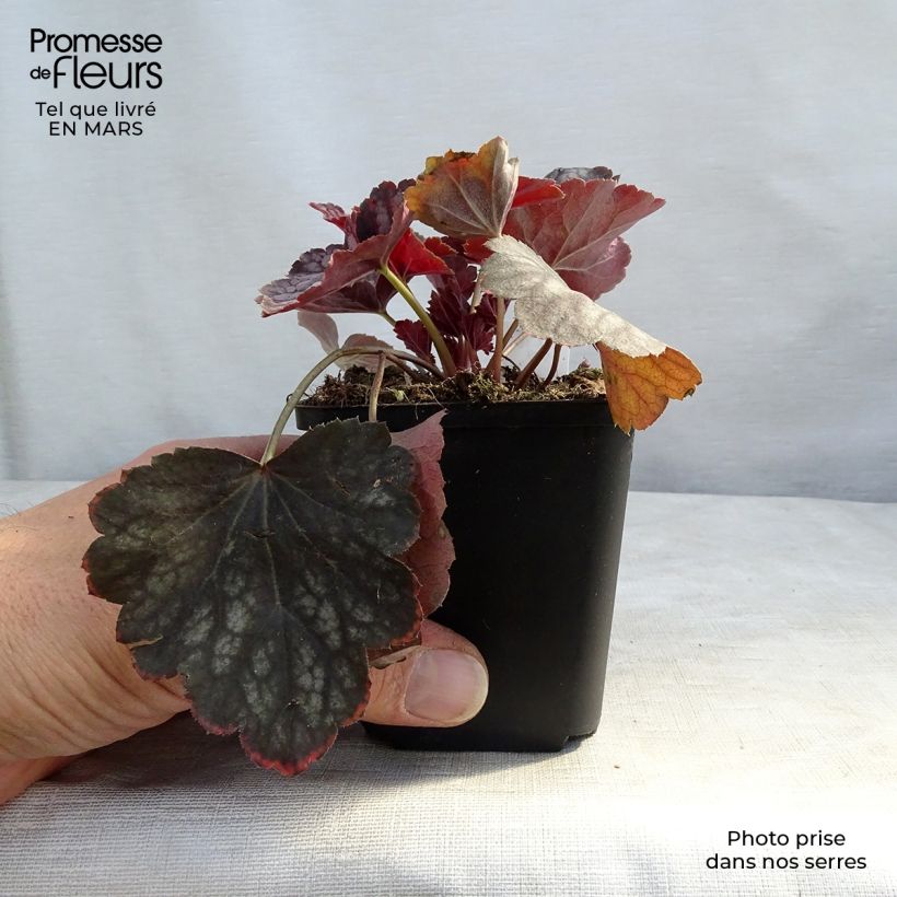 Spécimen de Heuchère - Heuchera Beauty Color Godet de 9cm tel que livré au printemps