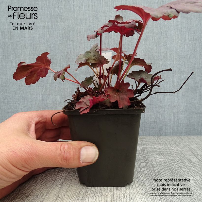 Spécimen de Heuchère - Heuchera Bella Notte Godet de 9cm tel que livré au printemps