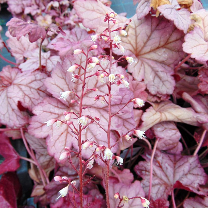 Heuchère - Heuchera Berry Smoothie (Floraison)