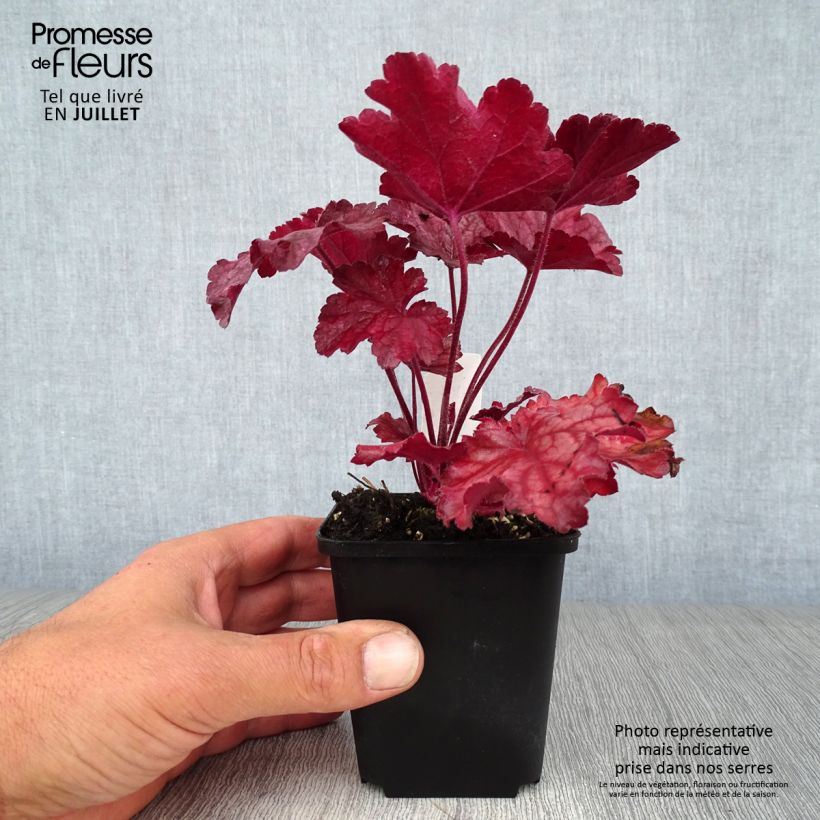 Spécimen de Heuchère - Heuchera Berry Smoothie Godet de 8/9 cm tel que livré en été