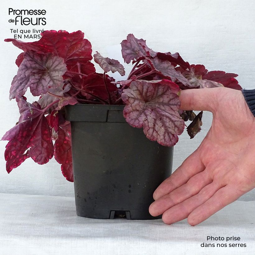Spécimen de Heuchère - Heuchera Berry Smoothie en pot de 1,5L./2L. tel que livré au printemps