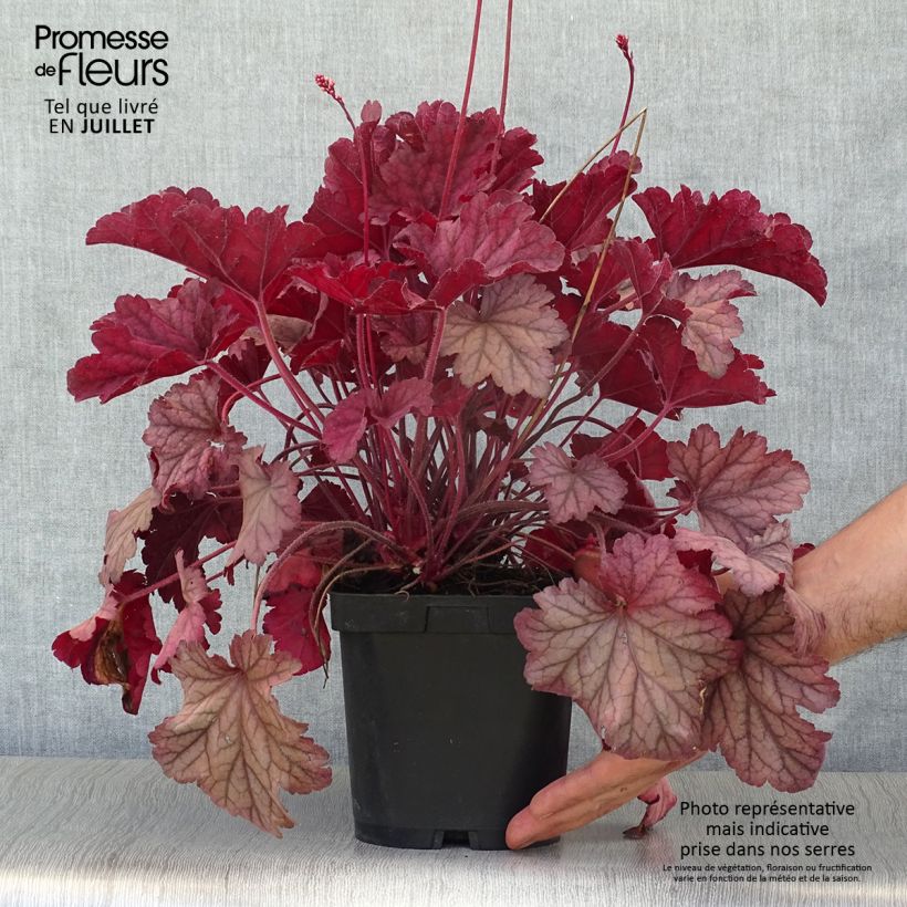Spécimen de Heuchère - Heuchera Berry Smoothie Pot de 1,5L/2L tel que livré en été