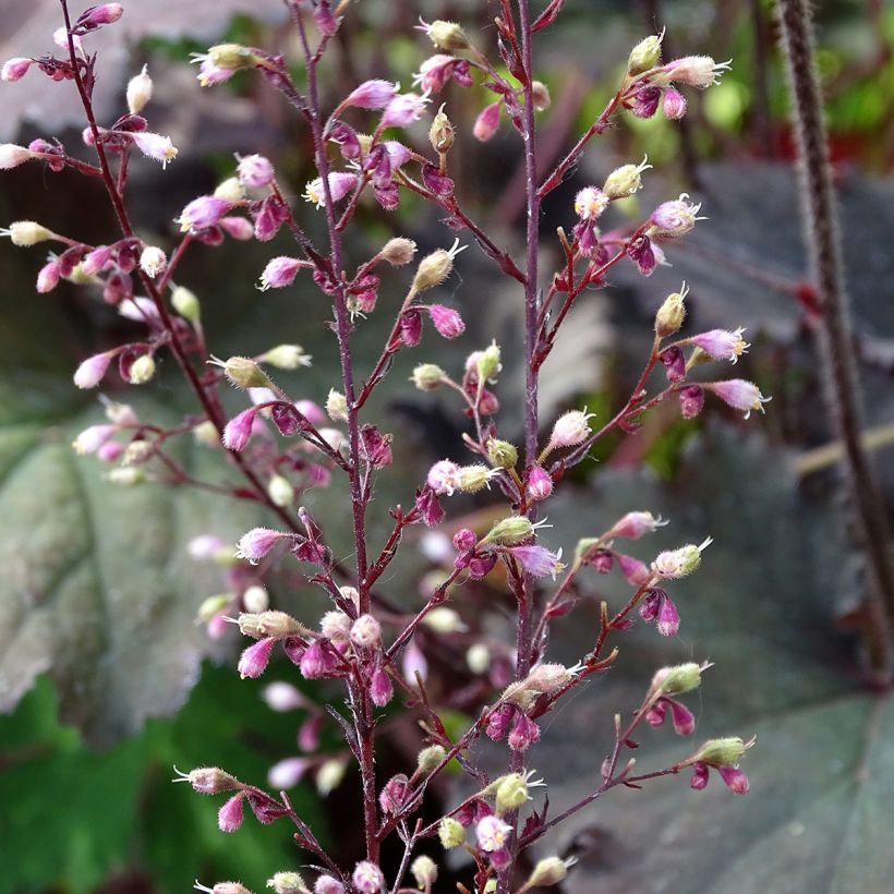 Heuchère - Heuchera Binoche (Floraison)