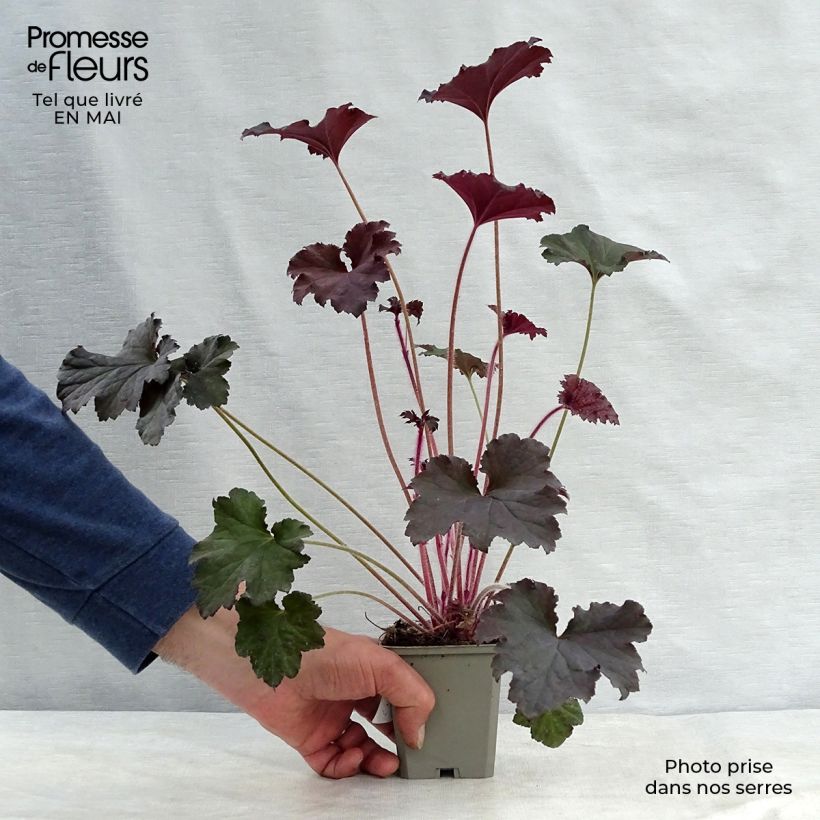 Spécimen de Heuchère - Heuchera Binoche Godet de 9cm tel que livré au printemps