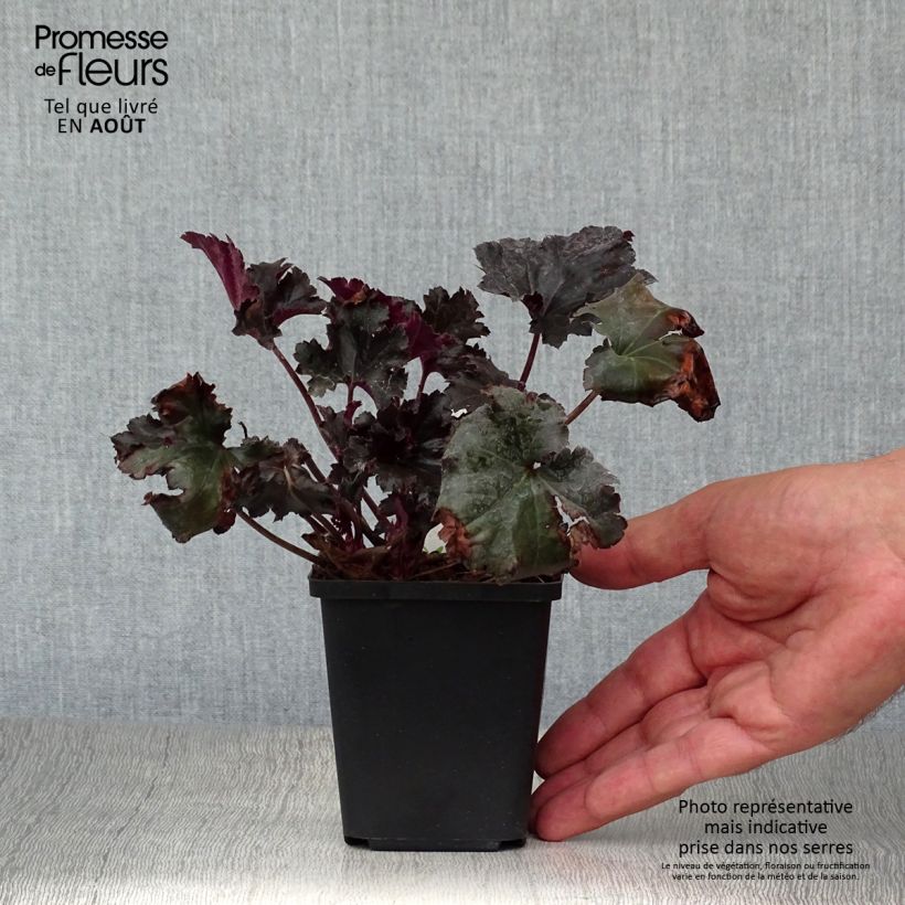 Spécimen de Heuchère - Heuchera Black Pearl  Godet de 8/9 cm tel que livré en été