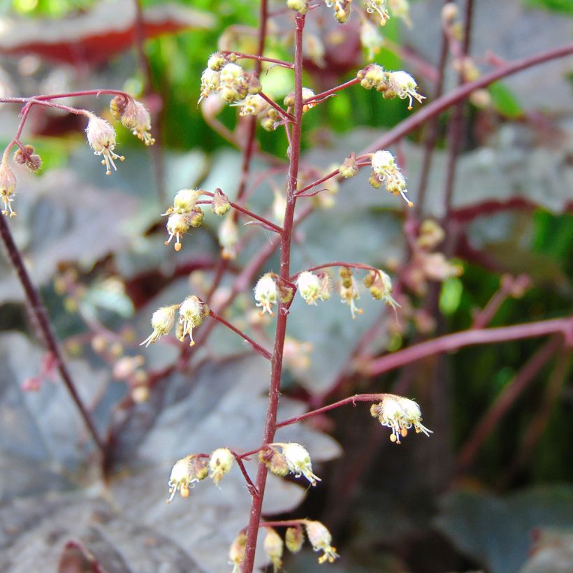 Heuchère - Heuchera Blackout (Floraison)