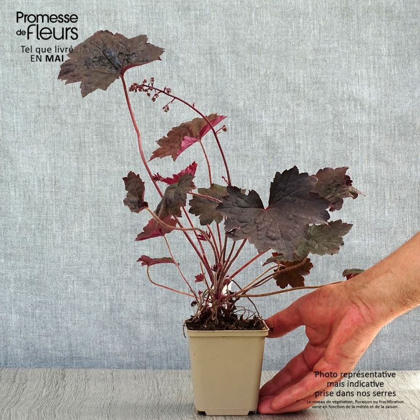 Spécimen de Heuchère - Heuchera Blackout en godet de 9 cm tel que livré au printemps