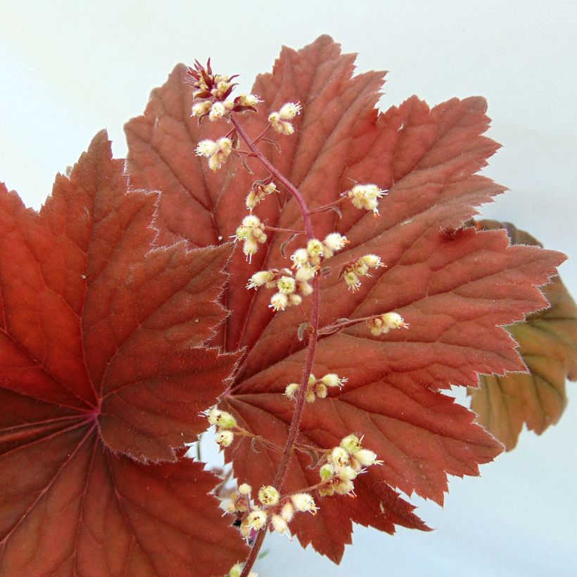 Heuchère - Heuchera Bronze Beauty (Floraison)