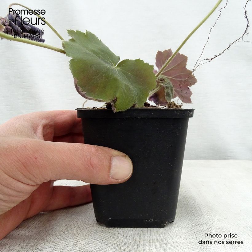 Spécimen de Heuchère - Heuchera Bronze Beauty Godet de 9cm tel que livré au printemps