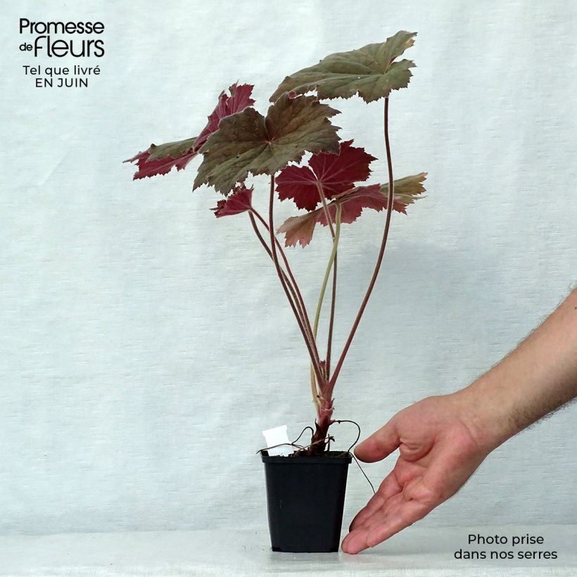 Spécimen de Heuchère - Heuchera Bronze Beauty Godet de 8/9 cm tel que livré en été