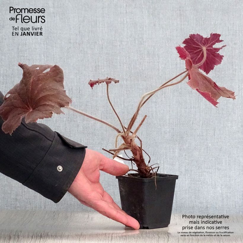 Spécimen de Heuchère - Heuchera Bronze Beauty tel que livré en hiver