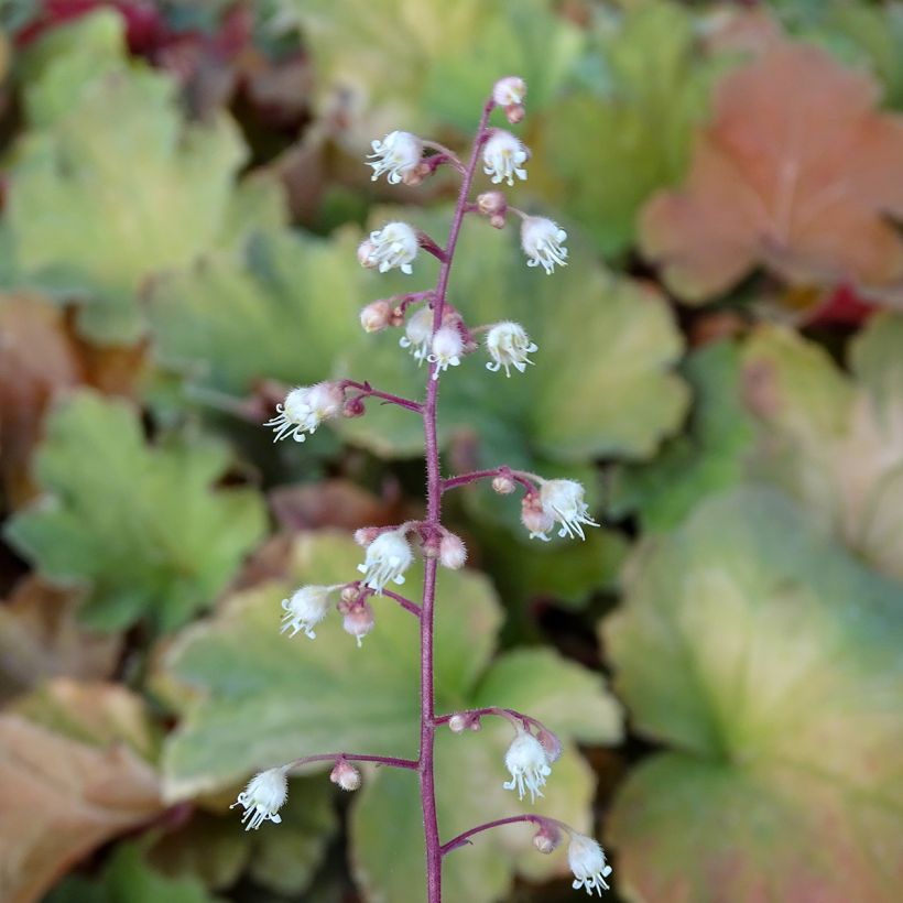 Heuchère - Heuchera Caramel (Floraison)