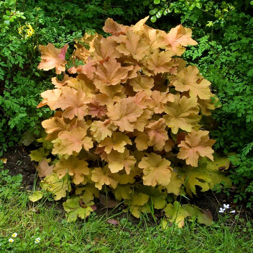 Heuchère - Heuchera Caramel (Port)