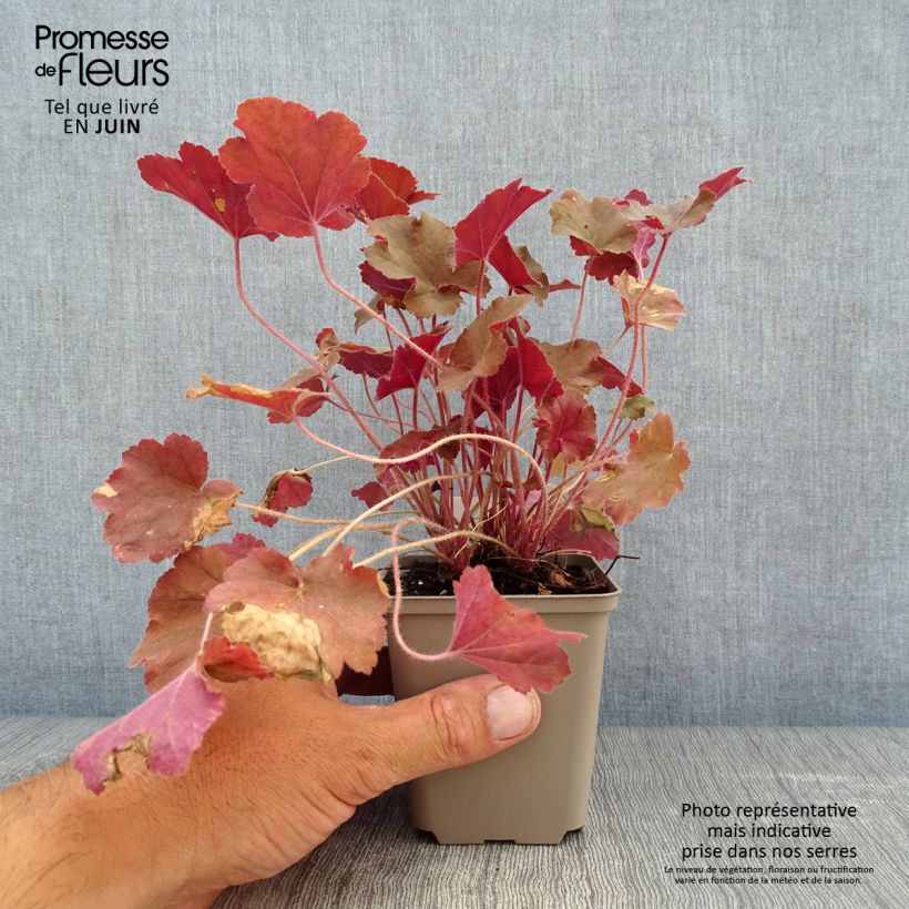 Spécimen de Heuchère - Heuchera Caramel Godet de 8/9 cm tel que livré en été