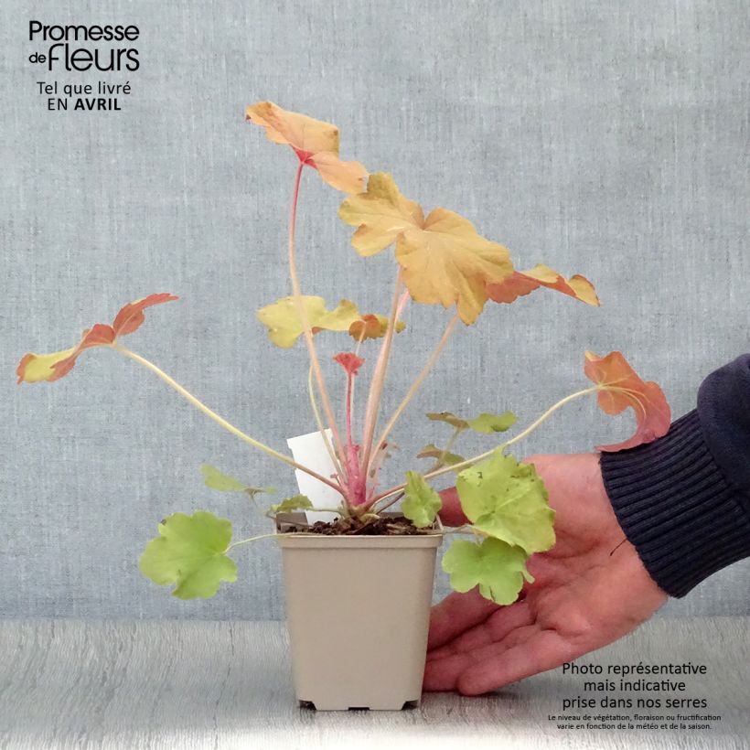 Spécimen de Heuchère - Heuchera Caramel en godet de 9 cm tel que livré au printemps