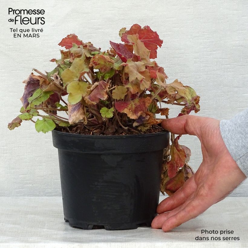 Spécimen de Heuchère - Heuchera Caramel en pot de 2L/3L tel que livré au printemps