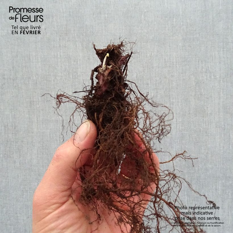 Spécimen de Heuchère - Heuchera Caramel - racines nues tel que livré en hiver